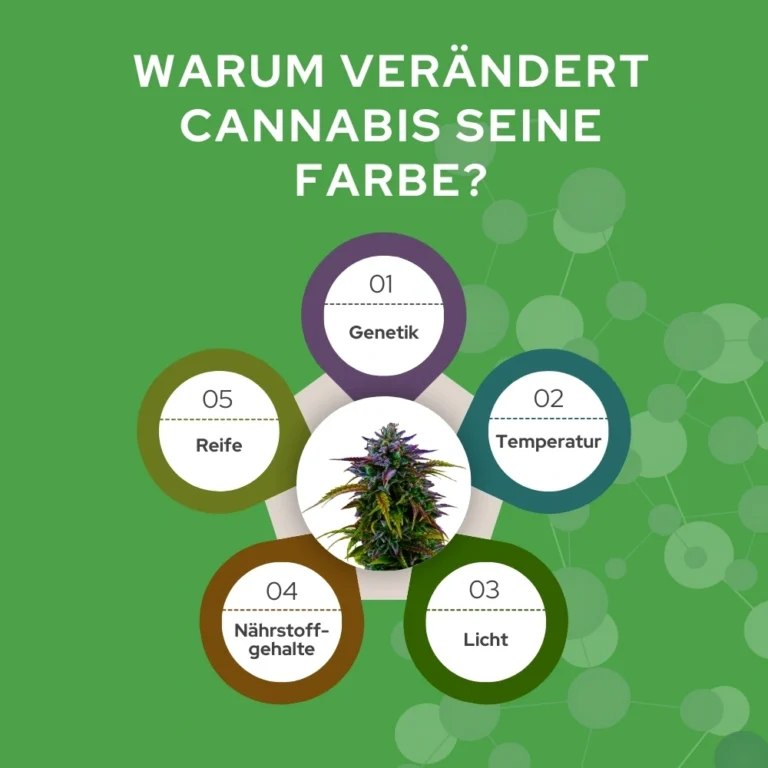 Infographic 2 - Why does cannabis change colour