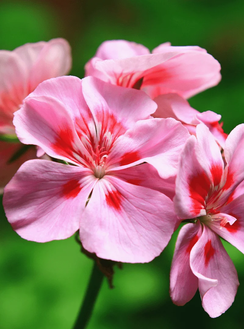 was_ist_geraniol