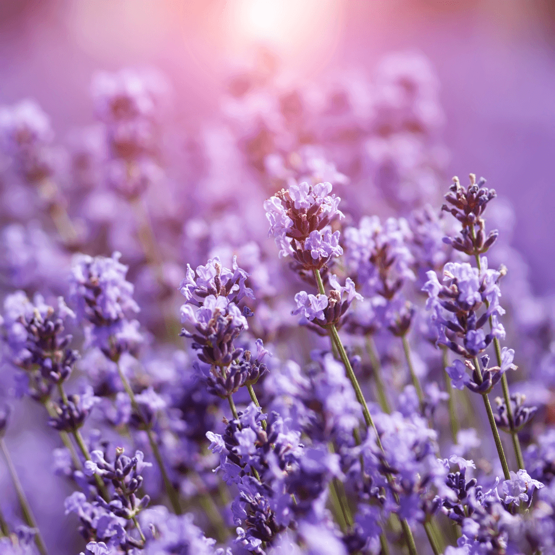 linalool terpene