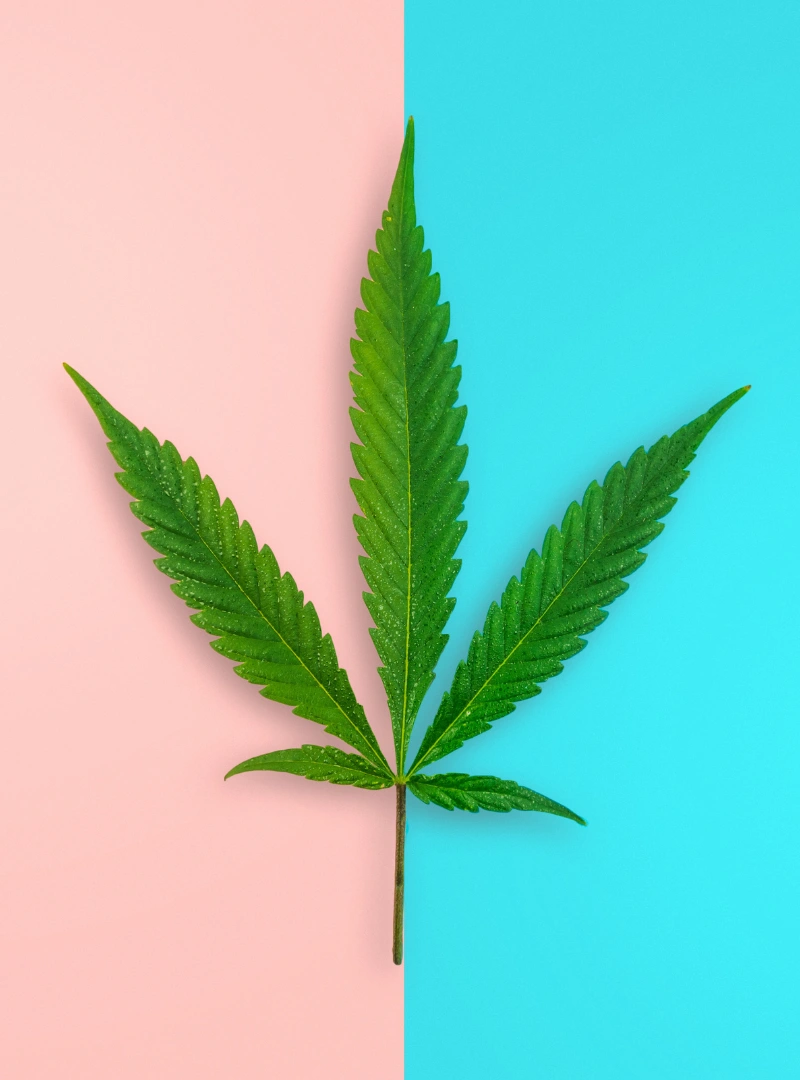 cannabis breeding