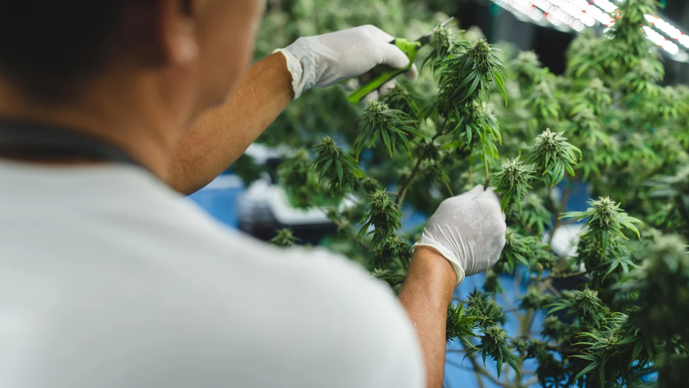 cannabis züchtung