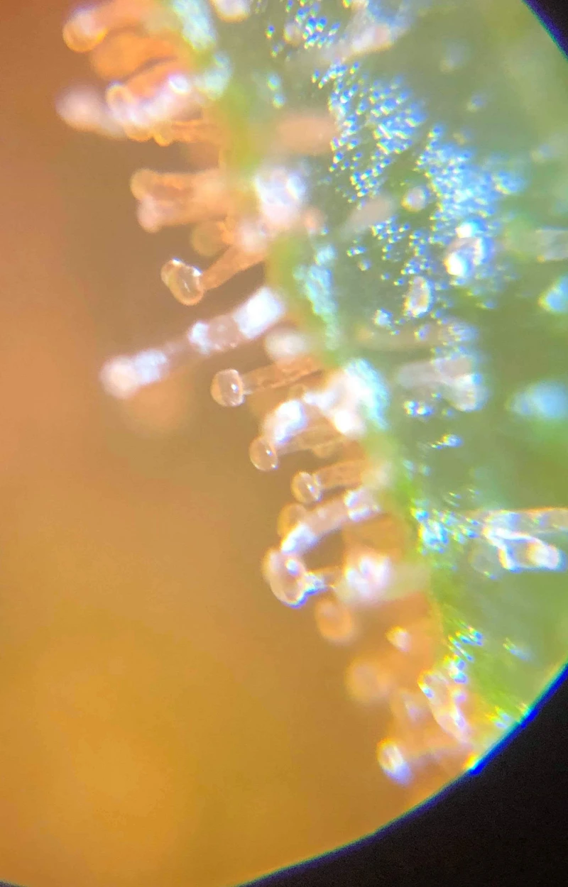 was-sind-trichome